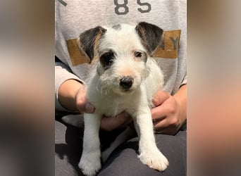 Wunderschöne Parson Jack-Russell Terrier aus liebev. Familienaufzucht su. dringend noch ein neues Zu