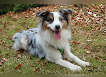 Alfred - ein besonderer Hund sucht seinen speziellen Menschen - Tierhilfe Franken e.V.