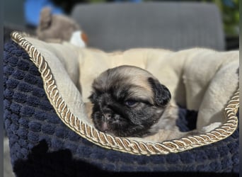 Mops Welpen  ( Altdeutsche )