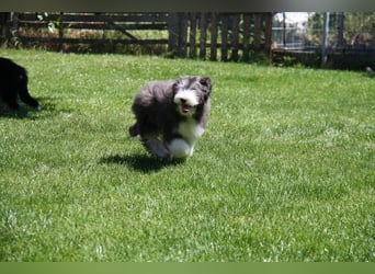 Bearded Collie , 1 Mädchen ist bereit für die Welt!