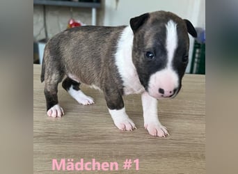 Miniature Bullterrier