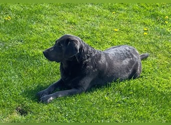 Labrador Welpen in foxred und schwarz aus liebevoller Hobbyzucht