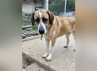 Ruhiger und gelassener Junghund WILLY (2 Jahre) sucht eine Familie