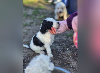 Spanische Wasserhund Welpen reinrassig