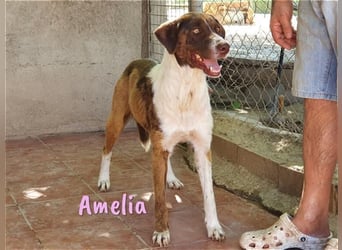 Amelia 08/2018 (ESP) - bezaubernde, ausgeglichene und soziale Hütehund-Mix Hündin!