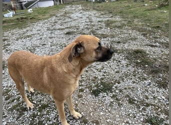 Boomer – Und es hat Boom gemacht!