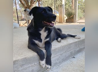 Nola sucht ein Zuhause