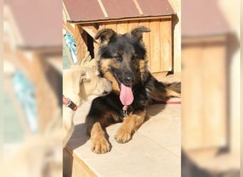 Kendra, menschenbezogene Hündin die gefallen möchte