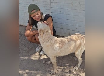 Casey: Sehnsucht nach Streichelhänden