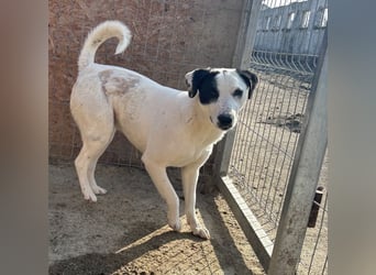 GEORGIA, Hündin, knapp 2 Jahre, 52cm, Mischling, Tierschutz