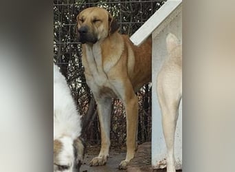 Zurückhaltender Erny sucht Familienanschluss