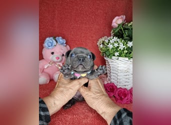Französische Bulldogge Welpen in Leuna