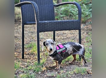Uschi ist ein Hund der leisen Töne