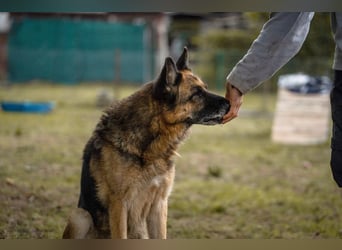 Tina: Traumhund sucht Traumzuhause