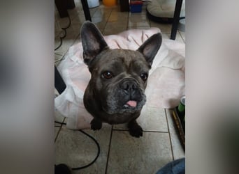 Achille sucht sein glückliches Zuhause für Immer
