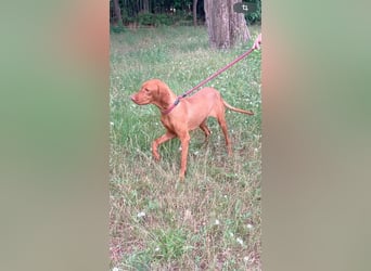 Huba, geboren 01.01.2024, 54cm sucht aktive Menschen (Pflegestelle Deutschland)