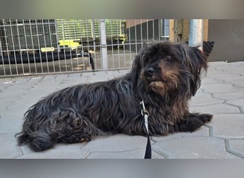 Senior Lenny sucht Zuhause oder Pflegestelle