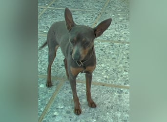 Lustiger Zwergpinscher Rüde Kuki sucht seine Menschen