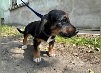 Adel, geboren 16.03.2025, 24cm sucht ihr Glück