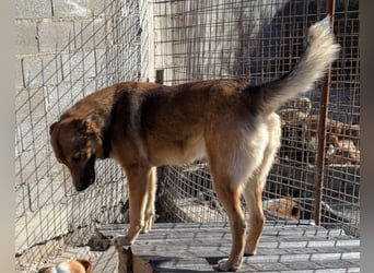 CHIARA❤️charmant, sozial, offenherzig und sucht dringend ihr Für-Immer-Nest