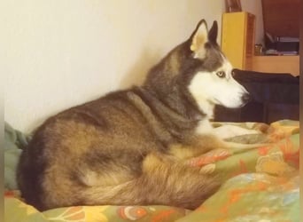 Husky Maya H möchte eine neue Familie finden