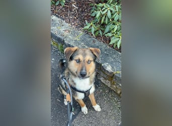 hübscher Ibun sucht verständnisvolles Zuhause