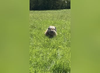 Briard Mischling abzugeben