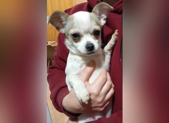 ❤️Bart + Mara...dürfen sie zusammen bleiben?