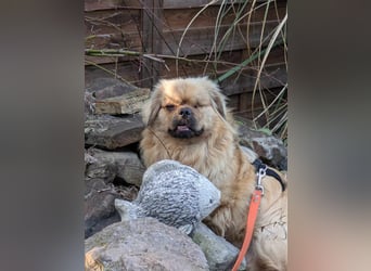 Hamlet sucht sein Glück 30cm, Januar 2023 geboren