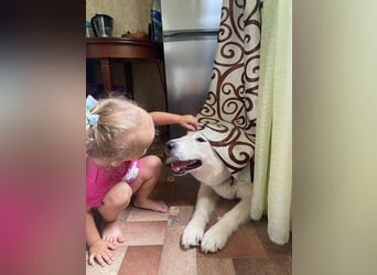 KRIT- perfekter Familienhund