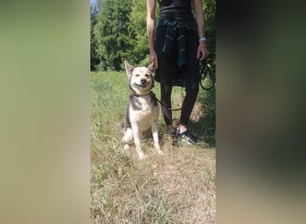Bertie - der freundliche Huskymischling sucht Menschen die seine Bedürfnisse kennen