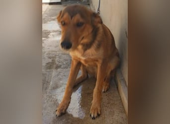 Gordon sucht neues Zuhause