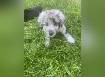 Süße Border Collie -Mudi mix Welpen