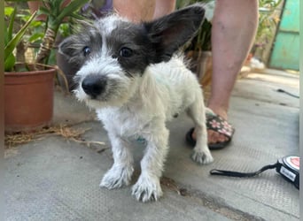 Lobo, geboren 30.03.2025, 23cm sucht seine Menschen