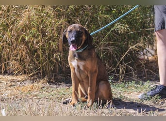 Piston, Mix Labrador / Schäferhund, lieb und sozial