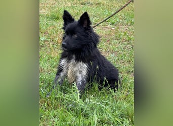 Zoya, geboren 25.09.2024, 40cm sucht ihr Zuhause