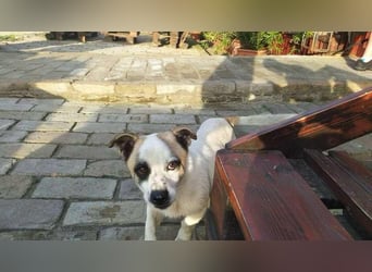 Mikey, geboren 30.03.2023, 29cm sucht sein Körbchen