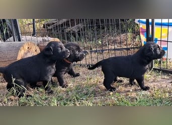 Labrador-Mix Welpen