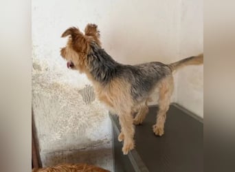 Pixel