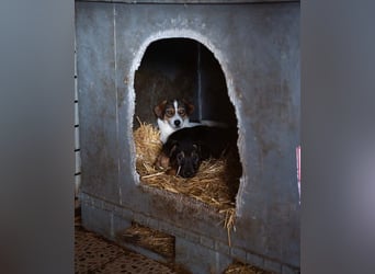 BATMAN-schüchterner Held auf 4 Pfoten sucht dich und sein Zuhause