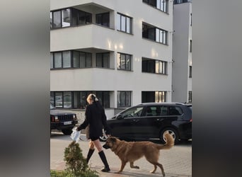 Grizzly sucht noch sein Zuhause