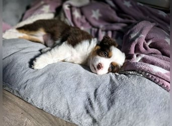 Mini Aussie Babys / Mini American Shepherds aus Liebevoller Aufzucht
