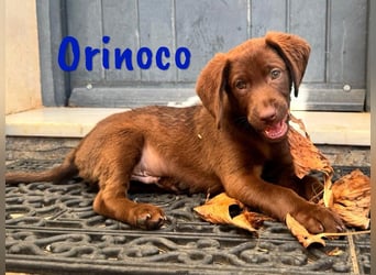 Orinoco geb. 03/2025 (ESP) - aufgeweckter Labrador-Mix Welpe!
