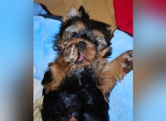 wunderschöne kleine dunkelbleibende Yorkiewelpen  Yorkshireterrier mit Papieren