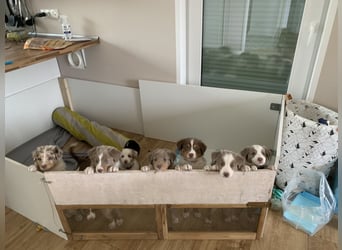 Reinrassige Australian Shepherd Welpen