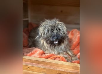 ⭐️CIPPIE⭐️, Hündin, 7 Monate, 24 cm, Mischling, Tierschutz