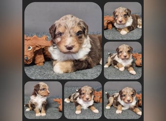 Aussiedoodle Traum ! Bezaubernde Welpen in tollen Farben aus erfahrener+überprüfter Familienaufzucht