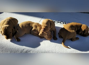Magyar Vizsla Welpe