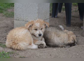 Kleiner Kiwi sucht sein Zuhause