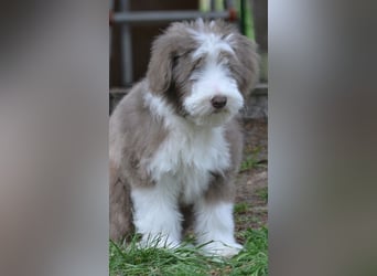 · BEARDED COLLlE WELPEN  · Ein faible für das Besondere!